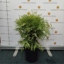 Thuja occidentalis Danica Aurea în pepiniera noastră în luna august. 