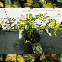 Elaeagnus sp. în pepiniera nostră, în luna mai. 