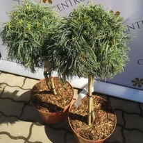 Pinus strobus Green Twist crecut pe trunchi de 45 cm, în pepiniera noastră în luna aprilie. 