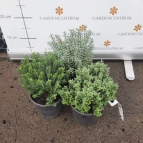 Hebe x hybrida MIX P13
