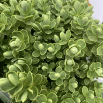 Hebe x hybrida MIX P13