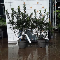 Ilex meserveae Gentle bine dezvoltat, multi-ramificat la Gardencentrum.net. 
