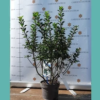 Ilex meserveae Gentle în pepiniera noastră în luna septembrie. 