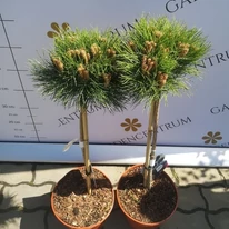 Pinus nigra Marie Brégeon pe un trunchi de 50 cm, în pepiniera noastră, în luna aprilie. 