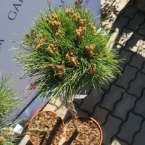 Pinus nigra Marie Brégeon în luna aprilie în pepiniera noastră. 