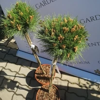 Pin negru Marie Bregeon tip pomișor, cu coroană sferică. 