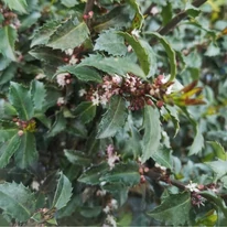 Frunze strălucitoare de laur japonez verde-albăstrui în aprilie.