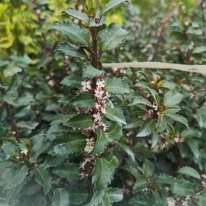 Frunzișul și florile arbustului veșnic verde Ilex meserveae Gentle. 