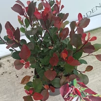 Frunzișul plantei Photinia x fraserii Little Red Robin în luna septembrie. 