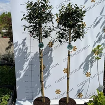 Ilex aquifolium J.C van Tol bine dezvoltat, cu trunchi înalt în oferta noastră.