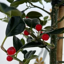 Frunze veșnic verzi și fructe roșii de Ilex aquifolium J.C van Tol.