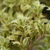 Osmanthus heterophyllus Variegatus K3 