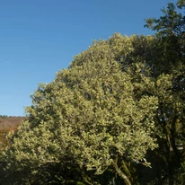 Osmanthus heterophyllus Variegatus K3 