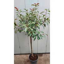 Photinia Red Robin cu trunchi înalt. 