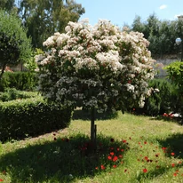 Photinia x fraserii Red Robin matur, crescută pe trunchi înalt. 