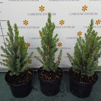 Picea glauca Sander's Blue la ghiveci în luna august. 