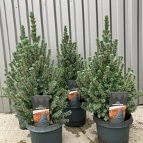 Picea glauca Sander's Blue la ghiveci. 