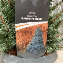 Picea glauca Sander's Blue, molid albastru.