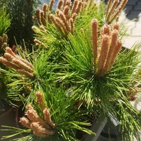 Pinus densiflora Low Glow de aproape. 
