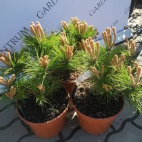 Pinus densiflora Low Glow în pepiniera noastră în luna aprilie. 