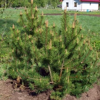 Pinus mugo Mops K5 - Pin de munte