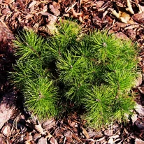 Pinus mugo Mops K5 - Pin de munte