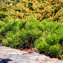 Pinus mugo Mops K5 - Pin de munte