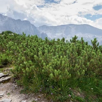 Pinus mugo Mops K5 - Pin de munte