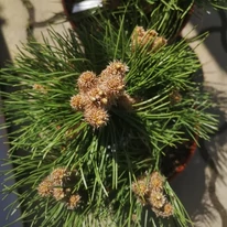 Pinus nigra Nana sănătos și bine dezvoltat în pepiniera noastră. 