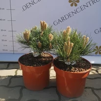 Pinus nigra Nana în pepiniera noastră în luna aprilie. 