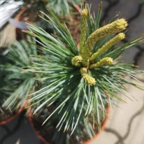 Acele veșnic verzi ale pinului Vanderwolf's Pyramidalis. 