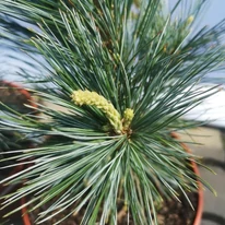 Pinus flexilis Vanderwolf's Pyramidalis are ace lungi, elegante. 
