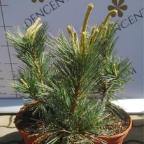 Pinus flexilis Vanderwolf's Pyramidalis în oferta noastră. 