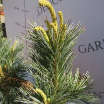 Pinus flexilis Vanderwolf's Pyramidalis în luna aprilie în pepiniera noastră. 