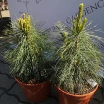 Pinus x schwerinii Wiethorst – aspect în luna aprilie, cu frunziș elegant și creștere compactă.