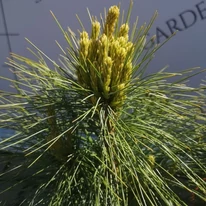 Acele lungi ale pinului pitic Pinus x schwerinii Wiethorst.