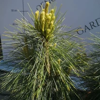 Lăstari acoperiți cu ace moi și proaspete ai Pinus x schwerinii Wiethorst – vedere de aproape.