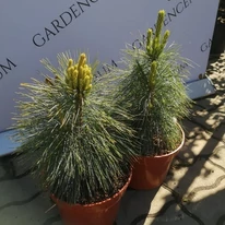 Pini pitici Pinus x schwerinii Wiethorst sănătoși și bine dezvoltați, disponibili în pepiniera noastră.