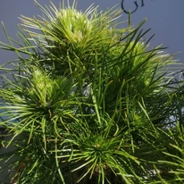 Frunzișul pinului Pinus sylvestris Xavery de aproape. 
