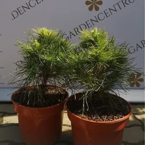 Pinus sylvestris Xavery în oferta Gardencentrum.net. 