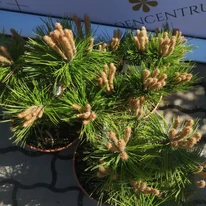 Frunzișul pinului pitic japonez, Pinus densiflora Low Glow.