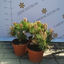Pin japonez pitic în pepiniera noastră în luna aprilie. 