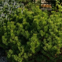 Pinus mugo XL K4 - Pin de munte