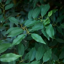 Prunus lusitanica Angustifolia MT120 - Laur portughez tip pomișor