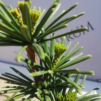 Sciadopitys verticillata Sternschnuppe - Pin umbrelă japonez