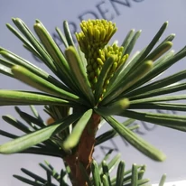 Sciadopitys verticillata Sternschnuppe - Pin umbrelă japonez