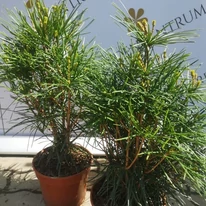 Pin japonez sănătos în luna aprilie în pepiniera noastră.