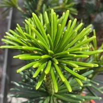 Sciadopitys verticillata Sternschnuppe - Pin umbrelă japonez