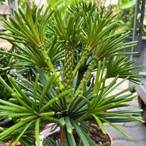 Sciadopitys verticillata Sternschnuppe - Pin umbrelă japonez