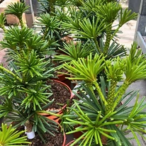 Sciadopitys verticillata Sternschnuppe - Pin umbrelă japonez